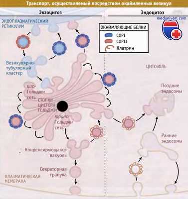 Транспорт окаймленными везикулами