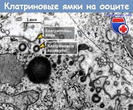 Клатриновые ямки на ооците