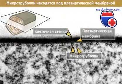 Микротрубочки кортекса