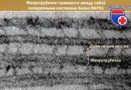 Микротрубочки кортекса