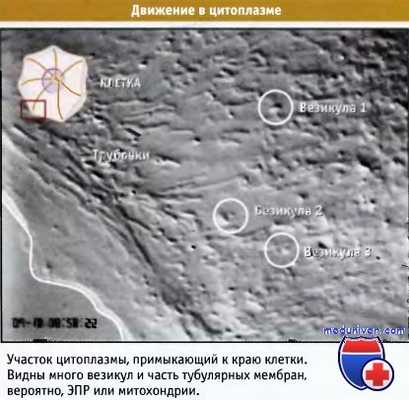 Движение в цитоплазме