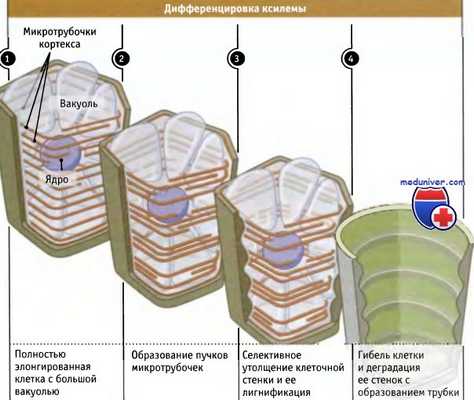 Дифференцировка ксилемы