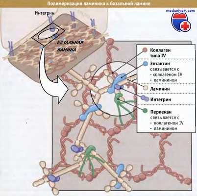 Полимеризация ламинина