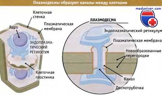 Плазмодесмы