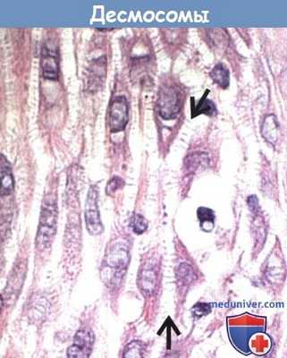 Десмосомы