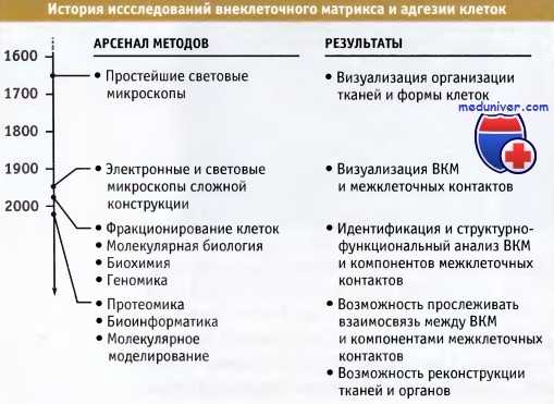История изучения внеклеточного матрикса