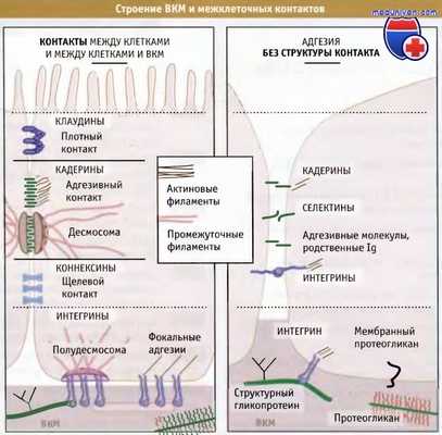 Строение внеклеточного матрикса и межклеточных контактов