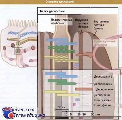 Строение десмосом