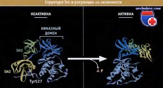 Структура Src