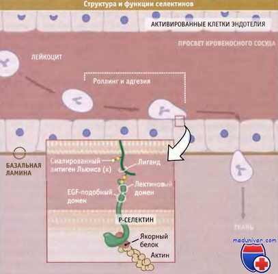 Строение и функции селектинов
