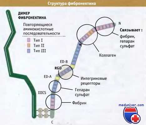 Структура фибронектина
