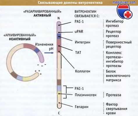 Витронектин