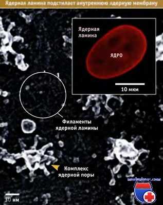 Ядерная ламина