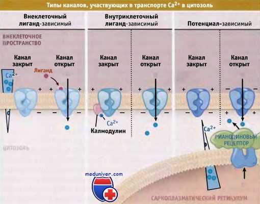 Транспорт кальция через каналы