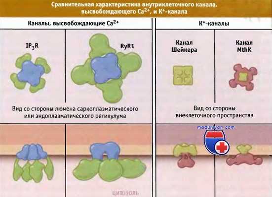Канал высвобождающий кальций и калий