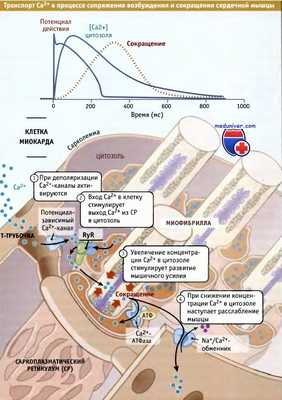 Кальций при сокращении мышцы сердца