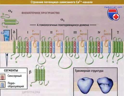 Строение кальциевого канала