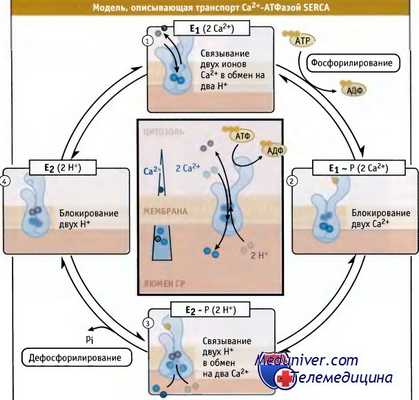 Модель транспорта кальция