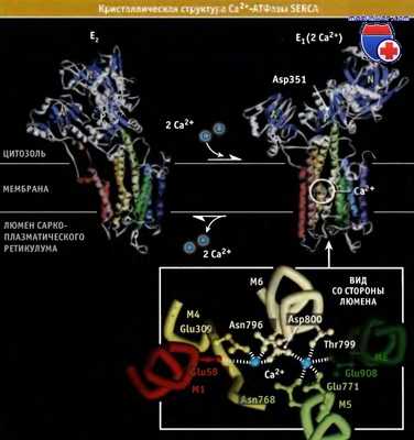 Структура кальциевой АТФазы