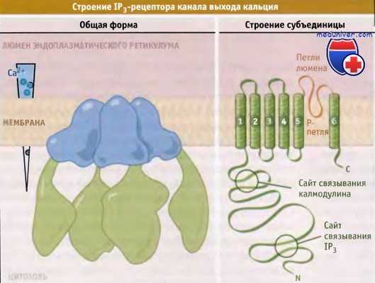 IP3-рецептор выхода кальция