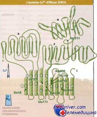 Строение кальциевой АТФазы