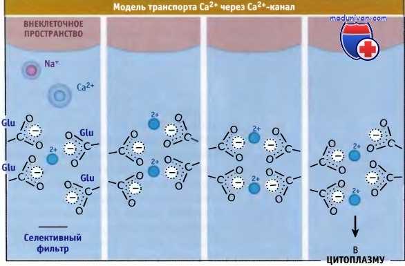 Транспорт кальция через кальциевые каналы