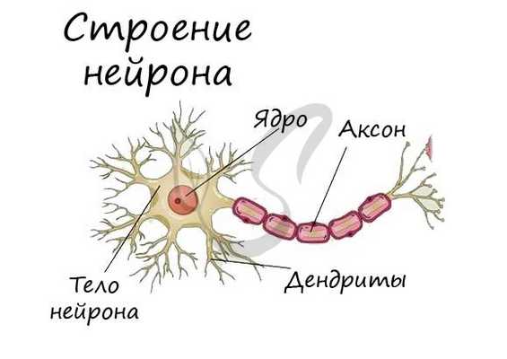 Строение нейрона