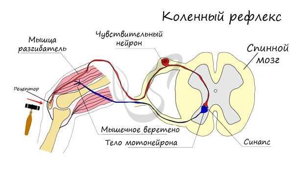 Схема коленного рефлекса