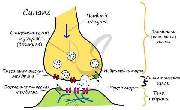 Схема синапса