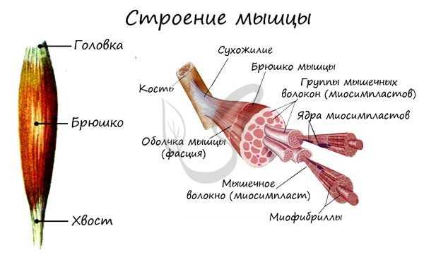 Строение мышцы