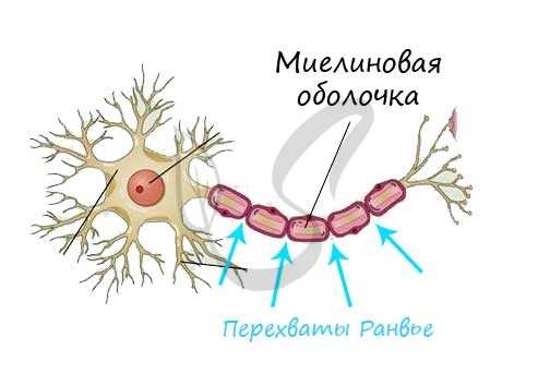 Перехваты Ранвье