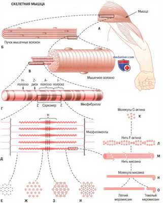 строение мышечного волокна