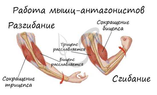 Бицепс и трицепс мышцы антагонисты
