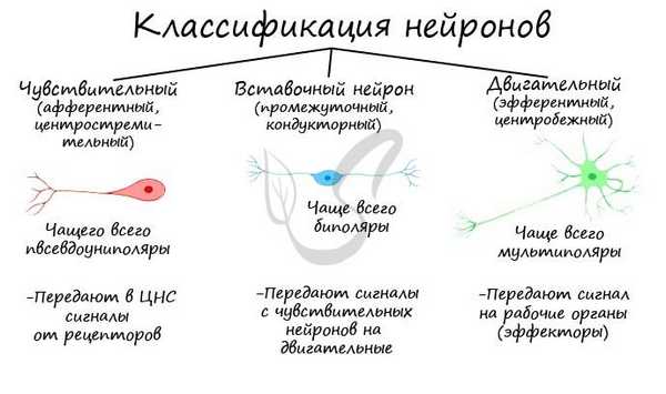 Классификация нейронов по функции