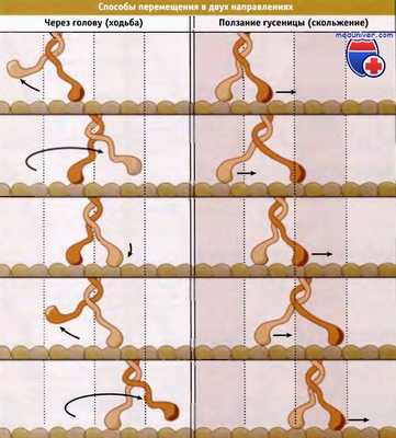 Мотор микротрубочек