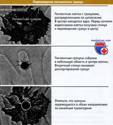 Перемещение пигментных гранул