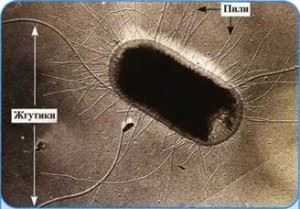 Для чего бактериям жгутики