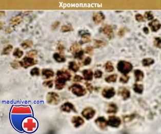 Хлоропласты