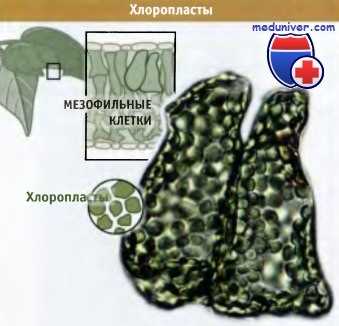 Хлоропласты