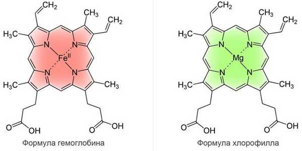 Сходство молекулы хлорофилла и молекулы гемоглобина