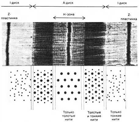 Микрофотография продольного среза саркомера и поперечный срез саркомера в его различных участках (H.E. Huxley, 1972)