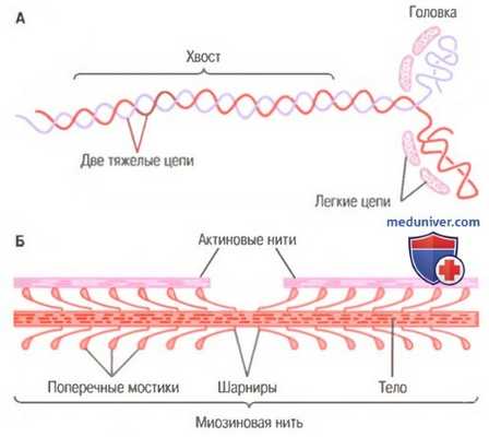 мышечное сокращение