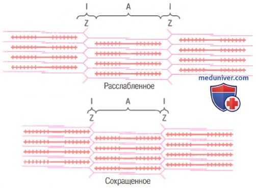 мышечное сокращение