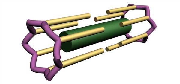 мышечное сокращение