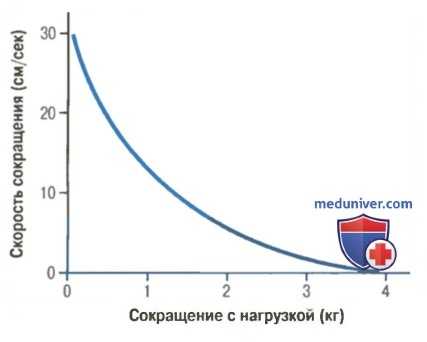 мышечное сокращение