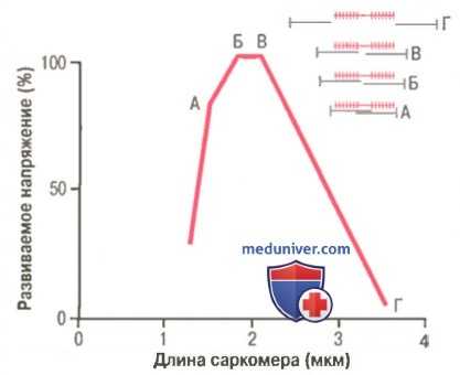 Храповой механизм сокращения мышцы.