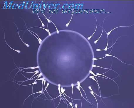 созревание половых клеток