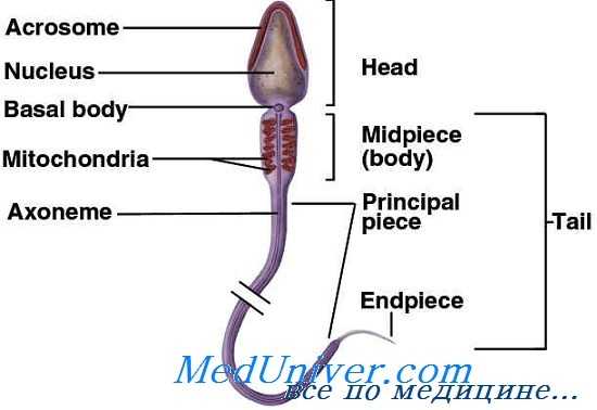 сперматозоид