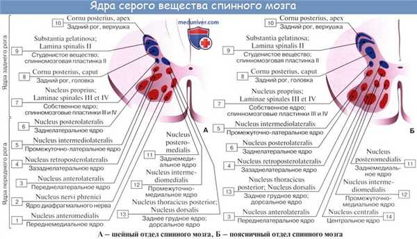 Анатомия: Серое вещество, substantia grisea. Передние рога, боковые рога, задние рога спинного мозга