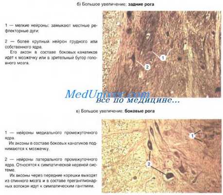 строение спинного мозга